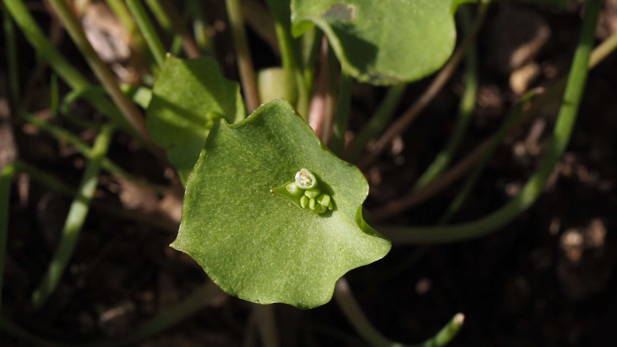 Image of miner's lettuce