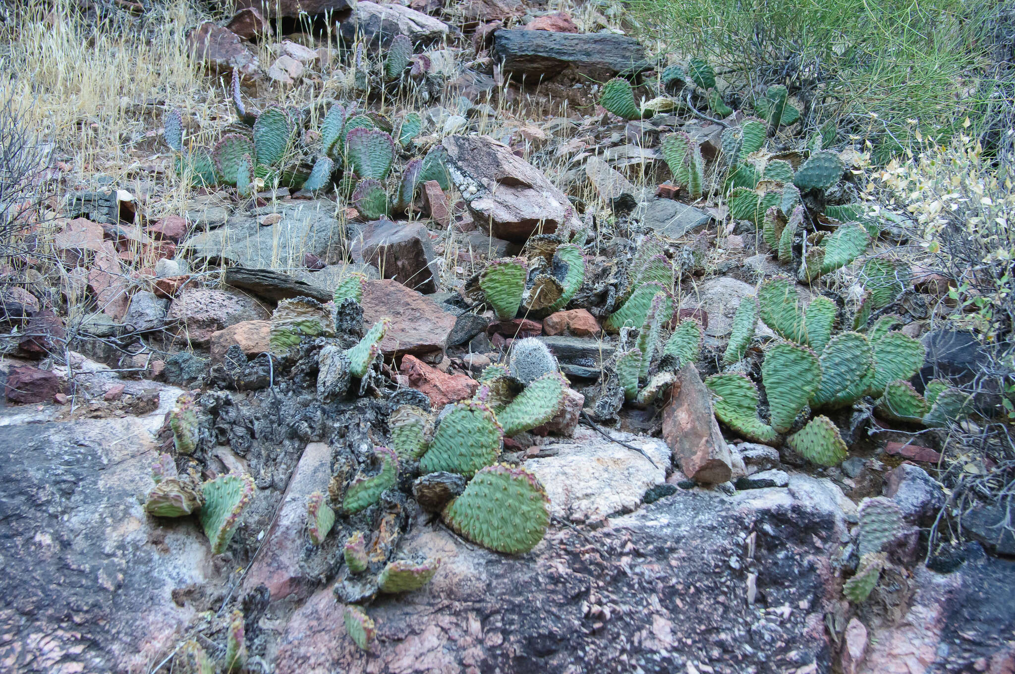 Image of beavertail pricklypear