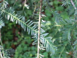 Image of Taxus mairei (Lemée & Lév.) S. Y. Hu ex T. S. Liu