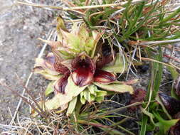 Image of Satyrium pumilum Thunb.