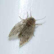 Image of Moth fly