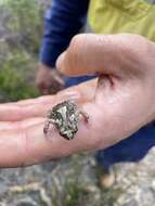 Image of Sign-bearing Froglet