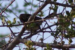 Image of White-browed Scrub Robin