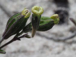 Слика од <i>Silene aethiopica</i>