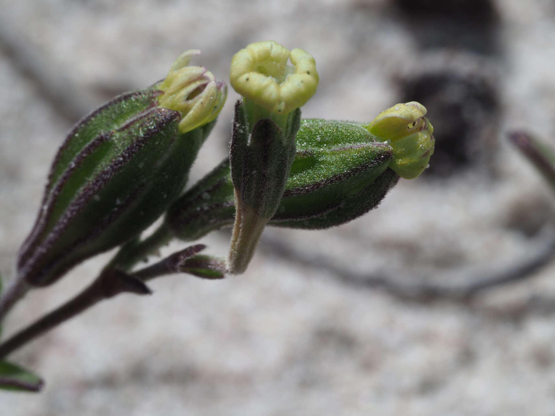 Image of <i>Silene aethiopica</i>