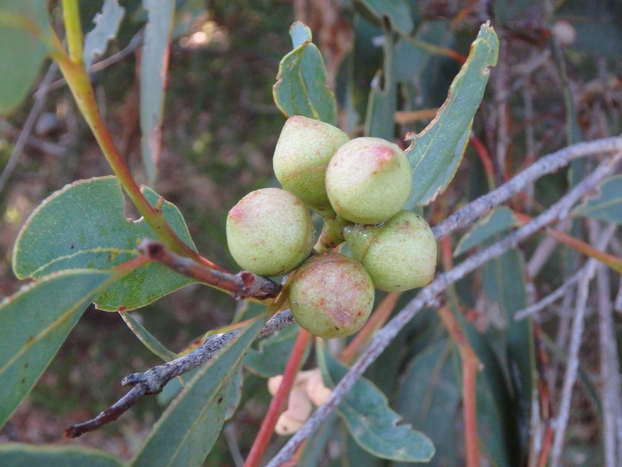 صورة Eucalyptus cosmophylla F. Müll.