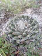 Imagem de Mammillaria zephyranthoides Scheidw.