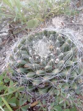 Image of Mammillaria zephyranthoides Scheidw.