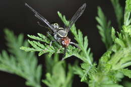 Image of Polybia ruficeps Schrottky 1902