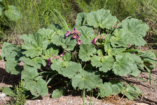 Image of Proboscidea louisianica subsp. fragrans (Lindl.) Bretting