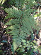 Image of Lastreopsis velutina (A. Rich.) Tindale