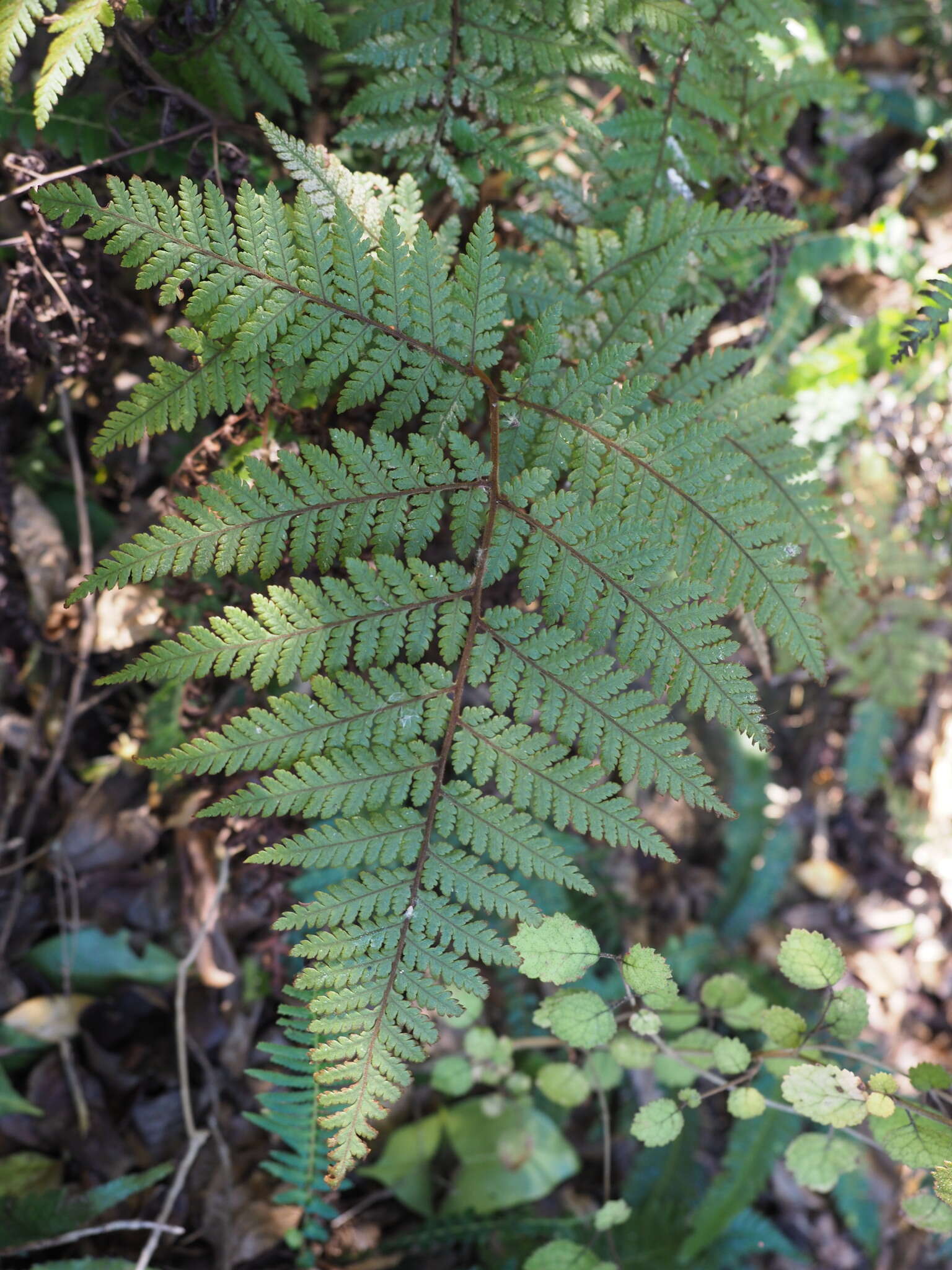 Image of Lastreopsis velutina (A. Rich.) Tindale