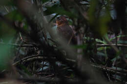 Image of Ruddy Foliage-gleaner