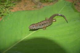 Image of Beccari's Keeled Skink