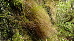 Image of Carex aucklandica (Hamlin) K. A. Ford