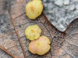 Image of common oak spangle-gall wasp