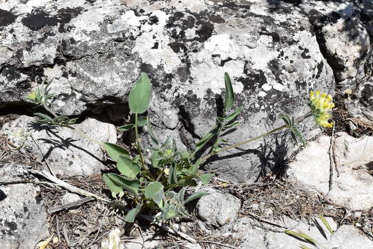 Plancia ëd Anthyllis vulneraria subsp. boissieri (Sagorski) Bornm.