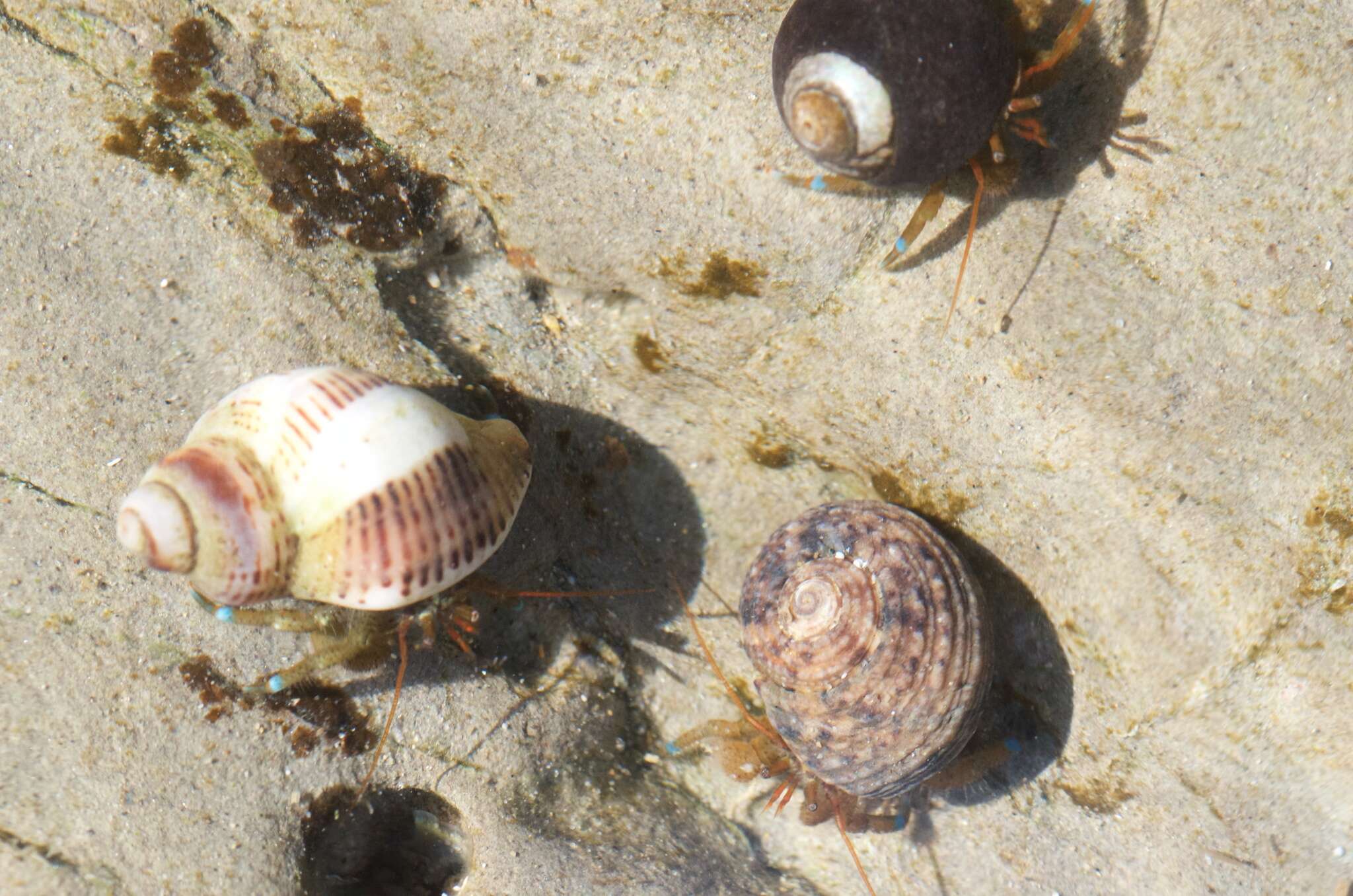 Image of blueband hermit crab