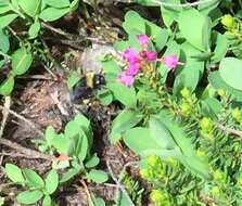 Слика од Bombus occidentalis Greene 1858