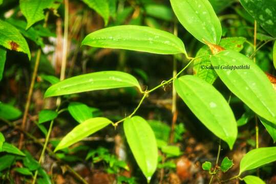 Image of Smilax zeylanica L.