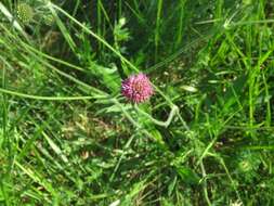 صورة Knautia illyrica Beck