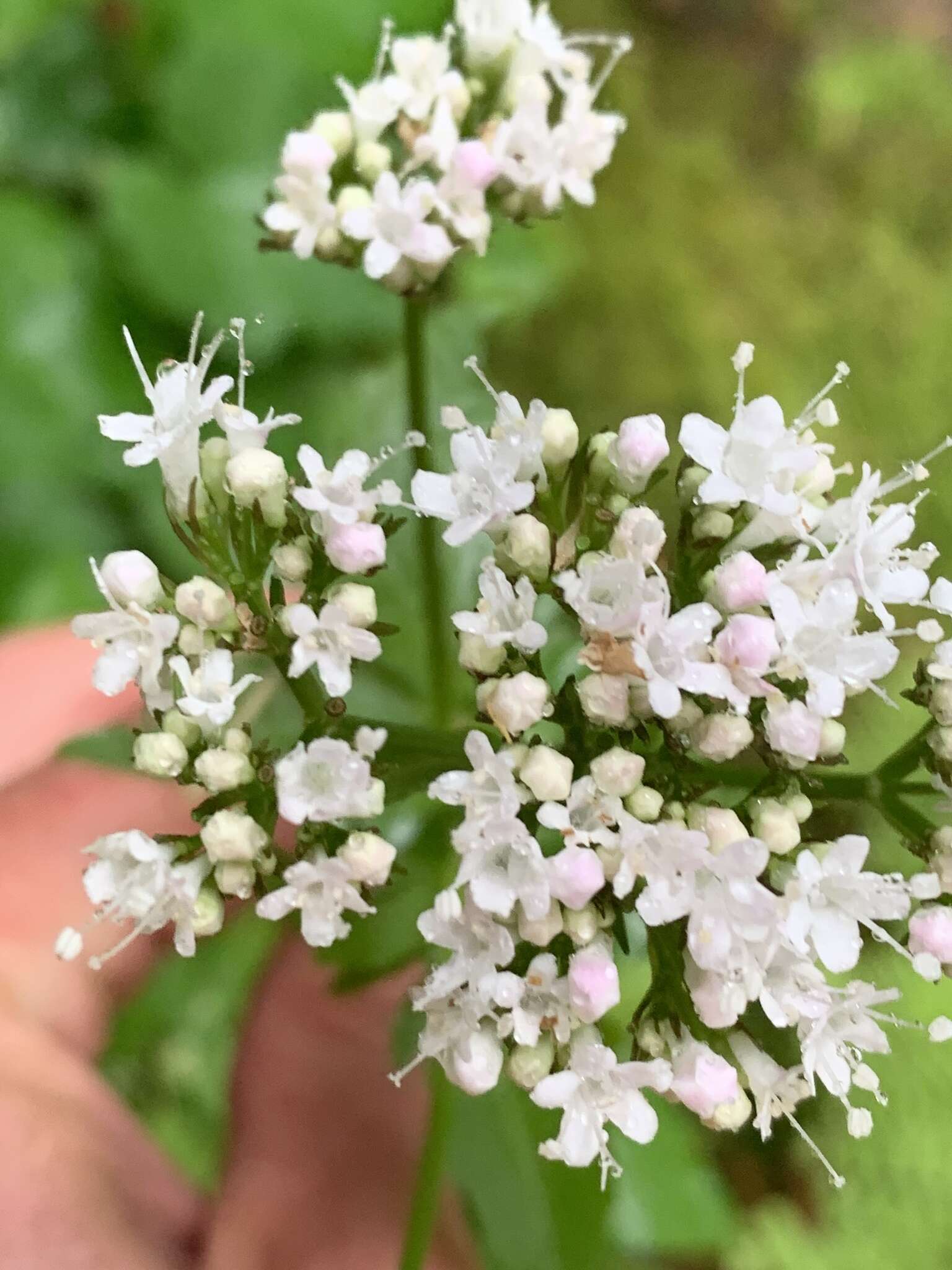 Image of Scouler's Valerian