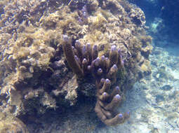 Image of corky sea finger