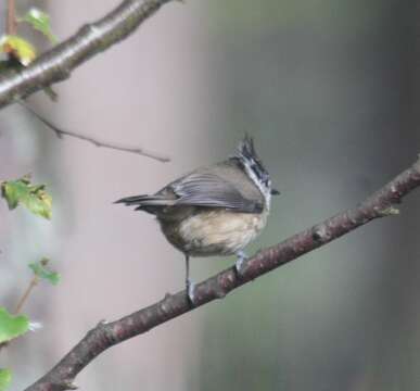 Image of Lophophanes Kaup 1829