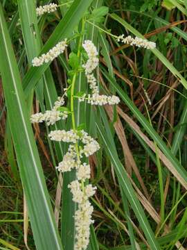 Image of Artemisia lactiflora Wall. ex DC.