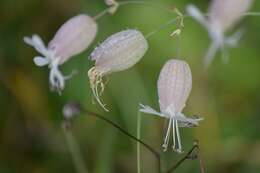 Image of Bladder Campion