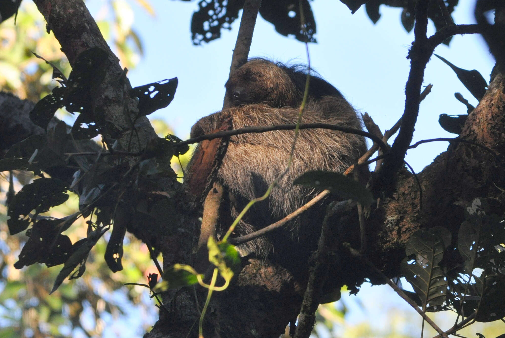 Image of Maned sloth