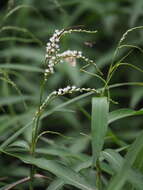 Image of Persicaria japonica (Meisn.) Nakai