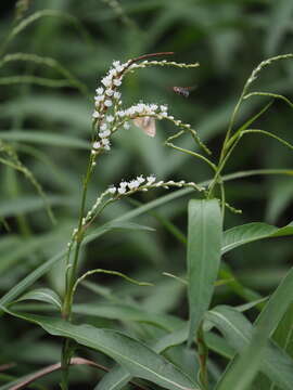 صورة Persicaria japonica (Meisn.) Nakai