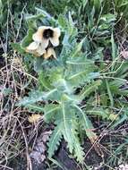 Image of black henbane