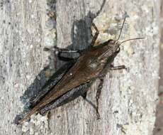 Image of Armored Pygmy Grasshopper