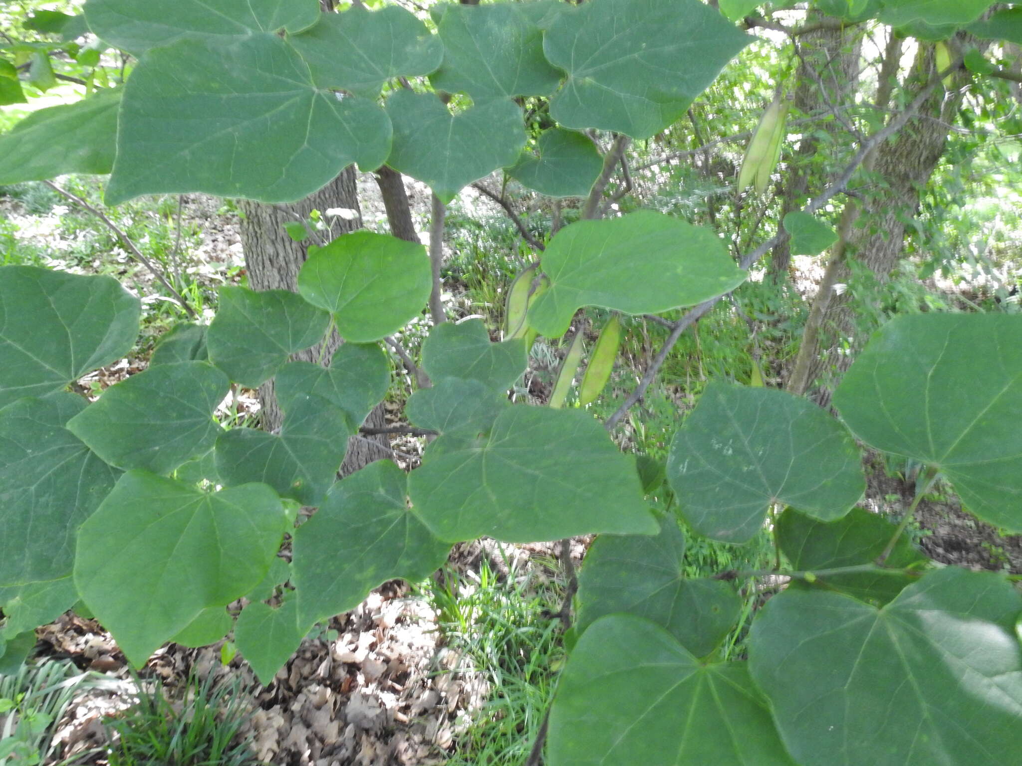 Image of Texas redbud