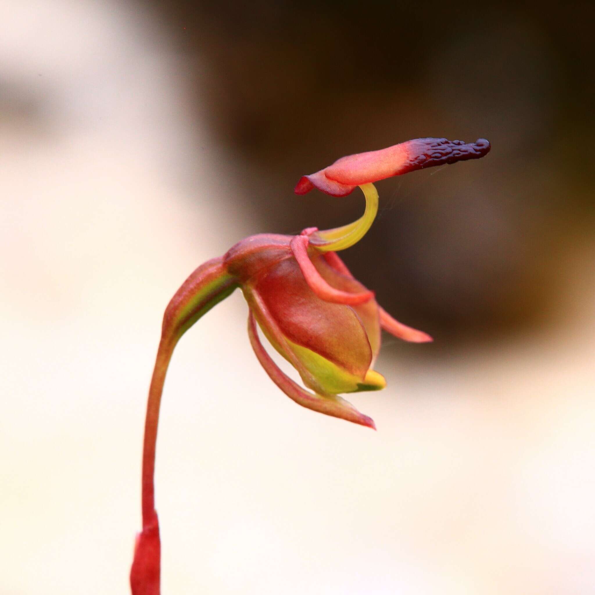 Image of Slender-leafed duck orchid