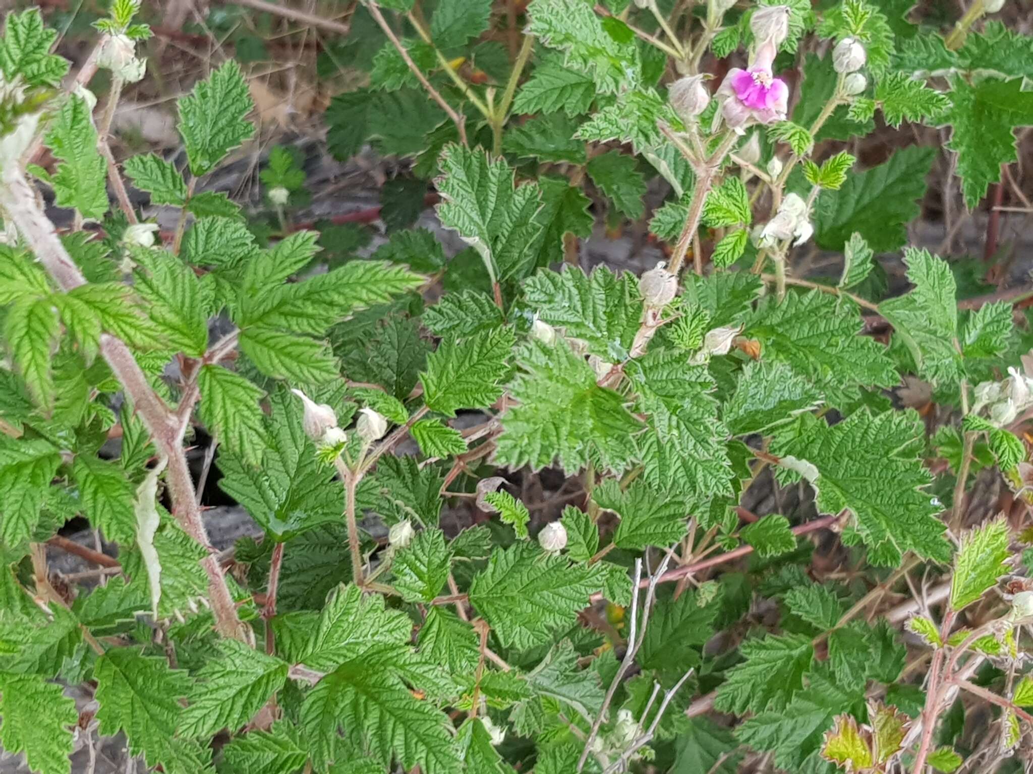 صورة Rubus parvifolius L.