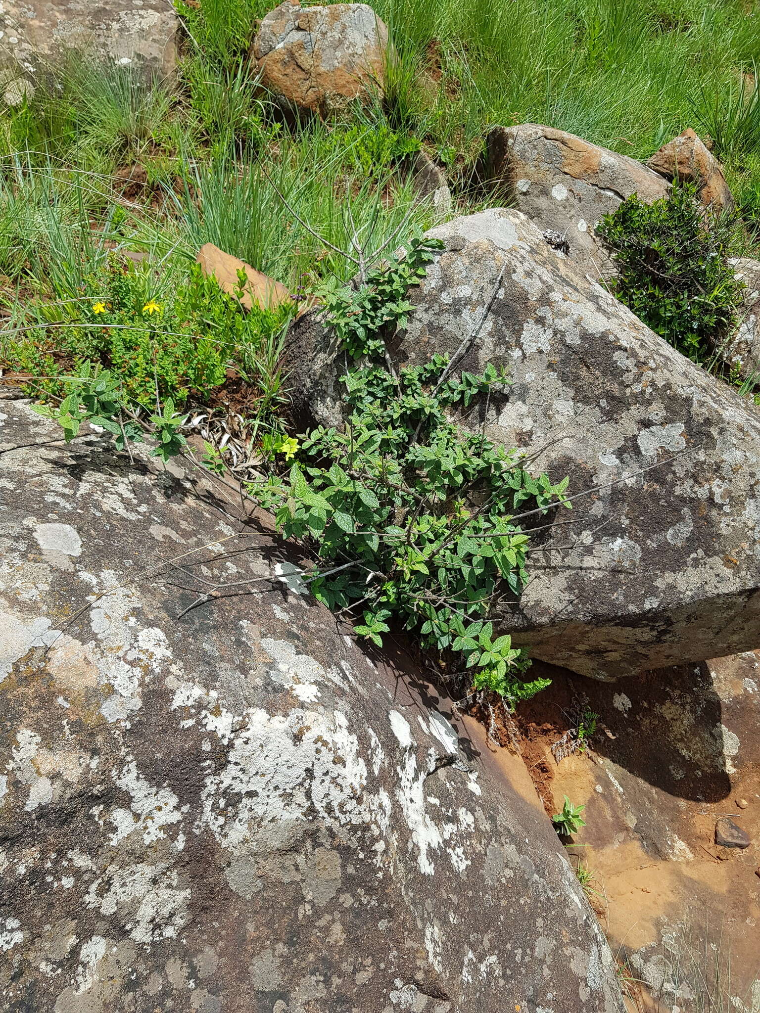 Image of Bowkeria cymosa Mac Owan