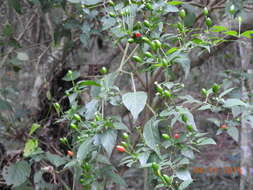 صورة Capsicum annuum var. glabriusculum (Dun.) Heiser & Pickersgill