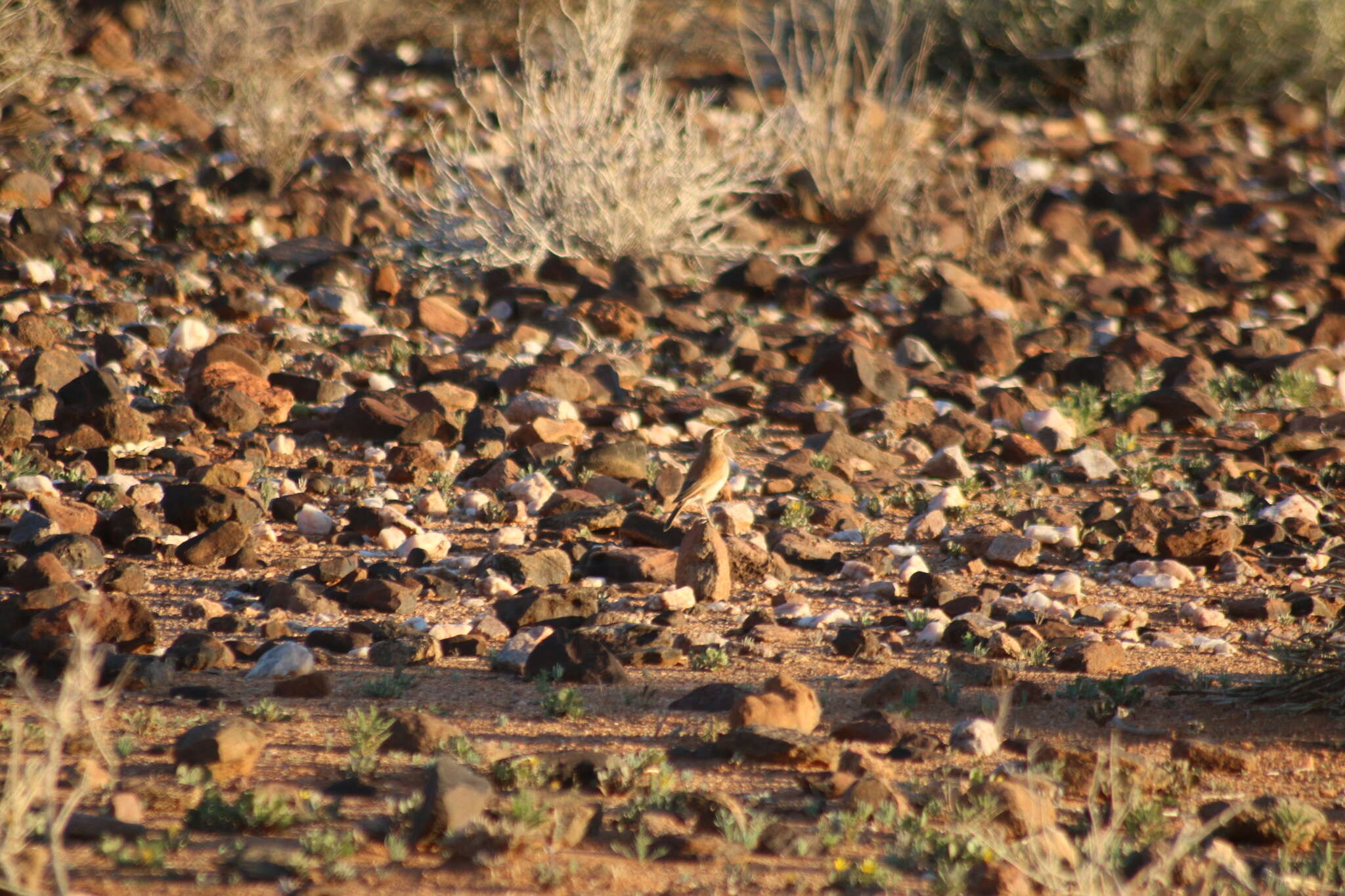 Image of Karoo Long-billed Lark