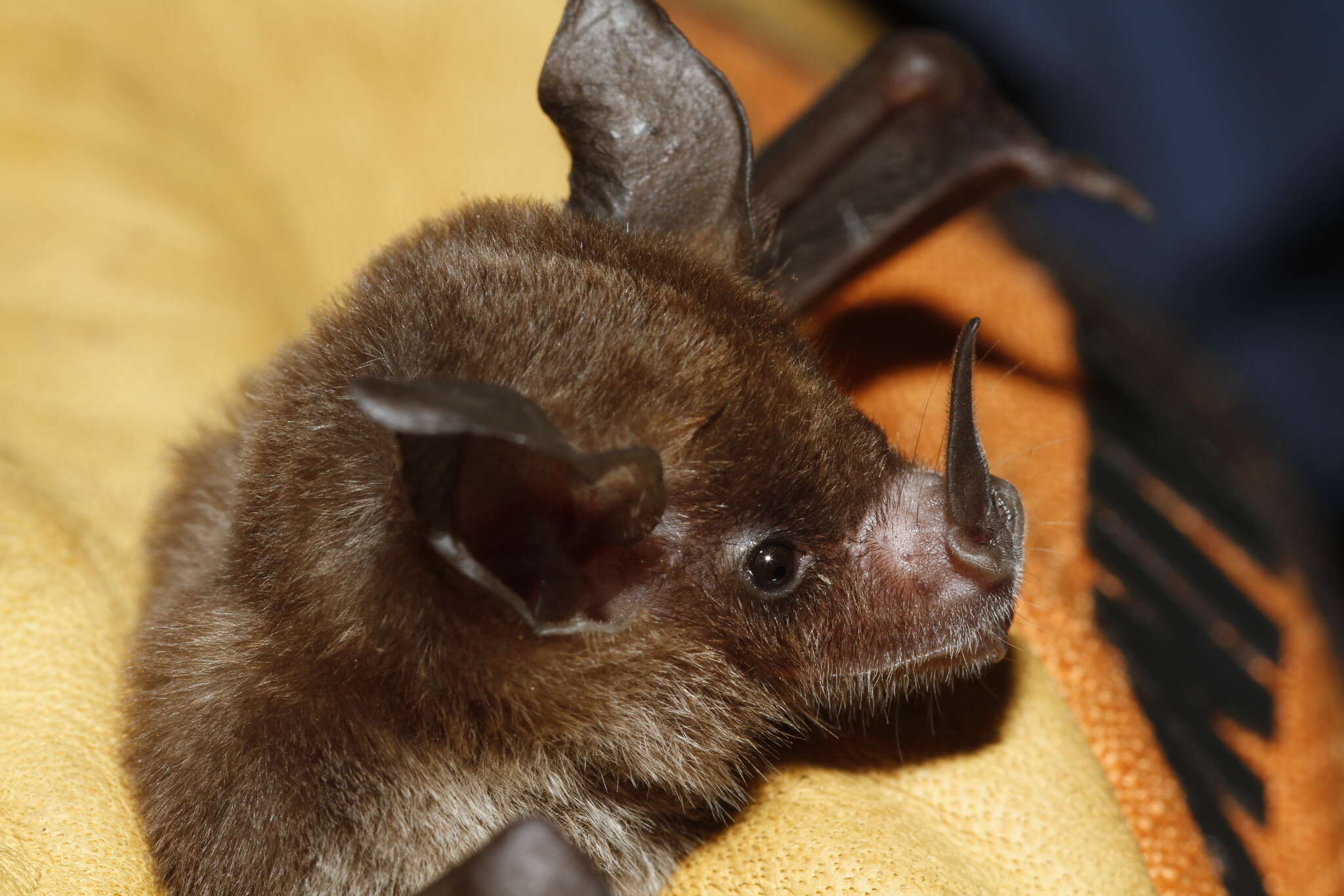 Image of Niceforo's Big-eared Bat