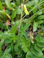 Image of tundra milkvetch