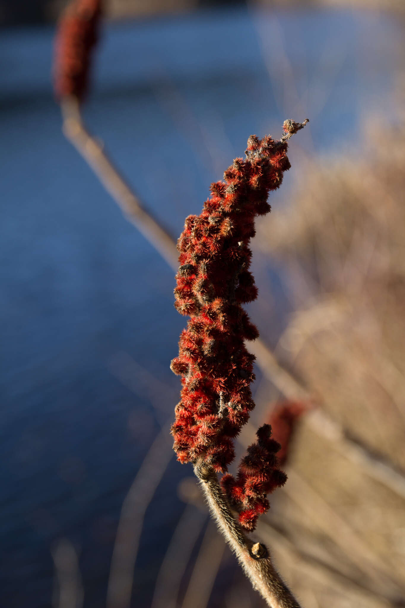 Image of staghorn sumac