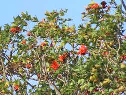 Image of Common Coral tree