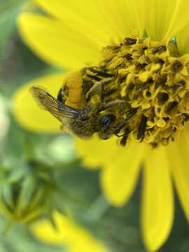 Image of Sunflower Andrena