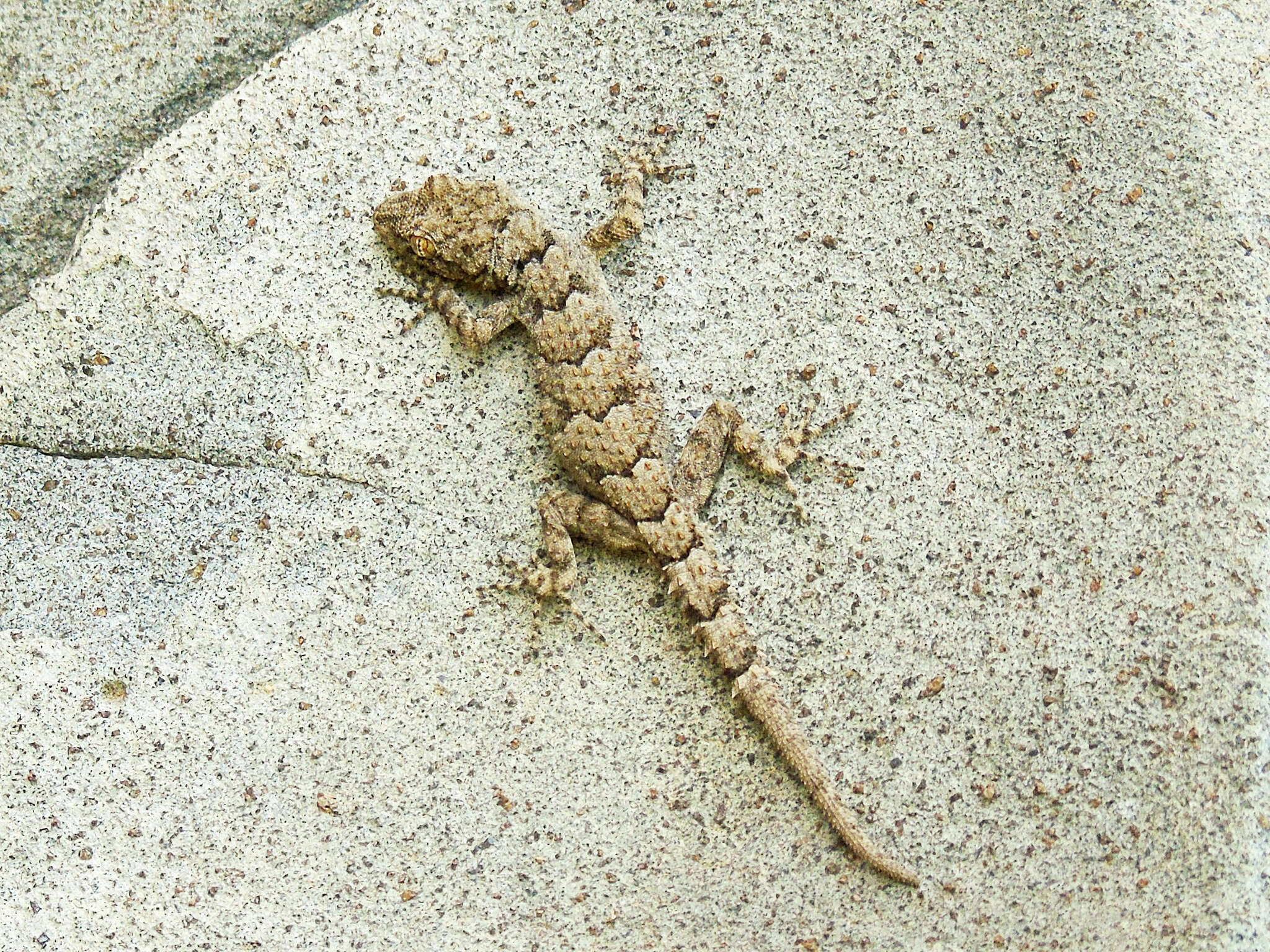 Image of Asia Minor Thin-toed Gecko