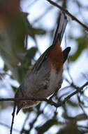 Image of Chestnut-vented Warbler