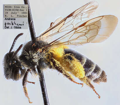 Image of Andrena peckhami Cockerell 1902