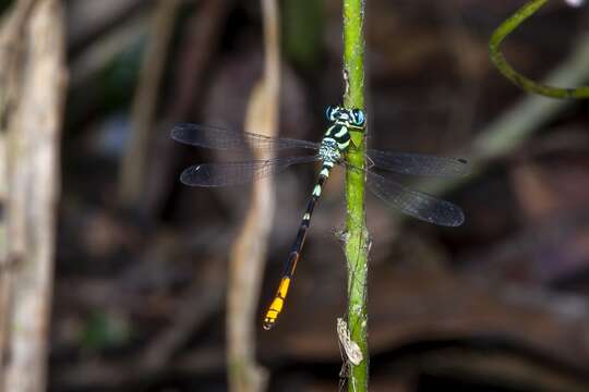 Imagem de Rhinagrion viridatum Fraser 1938